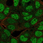 Anti-MAF1 Antibody