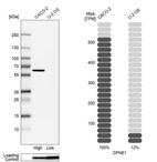 Anti-CPNE1 Antibody