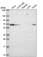 Anti-CPNE1 Antibody