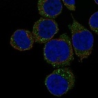 Anti-CFP Antibody