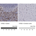 Anti-STAB2 Antibody