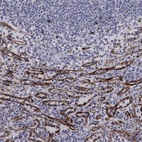 Anti-STAB2 Antibody