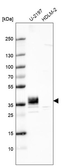 Anti-PLPP3 Antibody