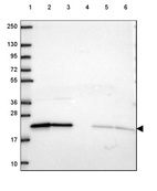 Anti-ARL1 Antibody