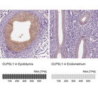 Anti-CLPSL1 Antibody