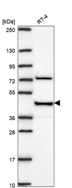 Anti-LRPAP1 Antibody