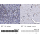 Anti-SEPT1 Antibody