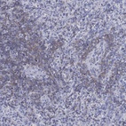 Anti-SEPT1 Antibody