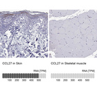 Anti-CCL27 Antibody