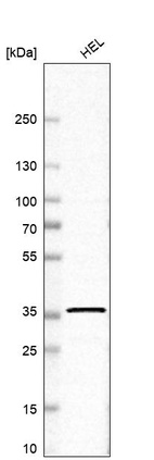 Anti-RNF34 Antibody