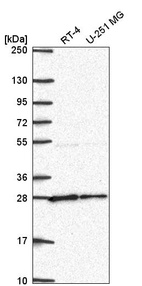 Anti-NUDT21 Antibody