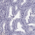 Immunohistochemical staining of human endometrium shows low expression as expected.