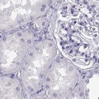 Immunohistochemical staining of human kidney using Anti-MAGEB2 antibody HPA074544.