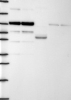 Anti-DACT1 Antibody