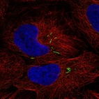 Anti-ISL2 Antibody