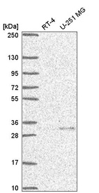 Anti-UCHL5 Antibody