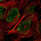 Immunofluorescent staining of human cell line U-2 OS shows localization to nucleoplasm & mitochondria.