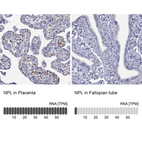 Anti-NPL Antibody