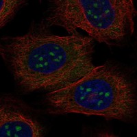 Anti-BATF3 Antibody