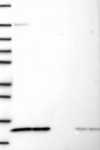 Anti-PSMG4 Antibody