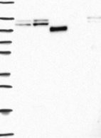 Anti-CDH5 Antibody