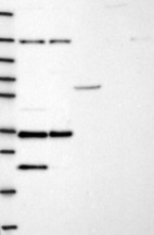 Anti-NGRN Antibody