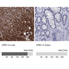 Anti-UPB1 Antibody