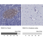 Anti-RGS13 Antibody