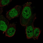 Anti-RAPGEF5 Antibody