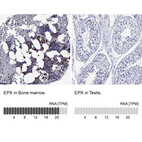 Anti-EPX Antibody