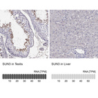 Anti-SUN3 Antibody