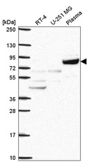 Anti-COG2 Antibody