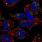 Anti-COG2 Antibody