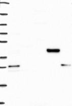 Anti-GDE1 Antibody