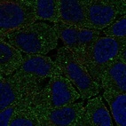 Anti-FCHO2 Antibody