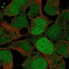 Anti-USP26 Antibody