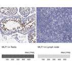 Anti-MLF1 Antibody