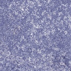 Anti-MLF1 Antibody