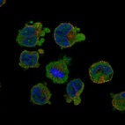 Anti-SLC24A2 Antibody