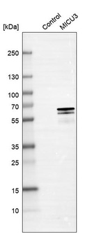 Anti-MICU3 Antibody