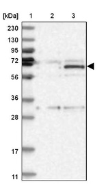 Anti-ZNF189 Antibody