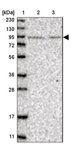 Anti-PLEKHM3 Antibody