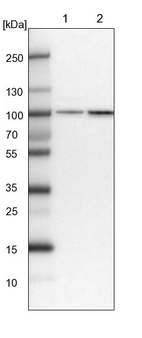 Anti-PLEKHM3 Antibody