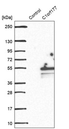 Western blot analysis in control (vector only transfected HEK293T lysate) and C1orf177 over-expression lysate (Co-expressed with a C-terminal myc-DDK tag (~3.1 kDa) in mammalian HEK293T cells, LY407412).