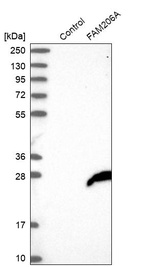 Anti-FAM206A Antibody