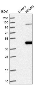 Anti-NSUN3 Antibody