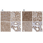 Anti-TRAIP Antibody