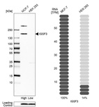 Anti-IGSF3 Antibody