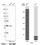 Anti-CLTB Antibody