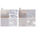 Anti-LRP2BP Antibody